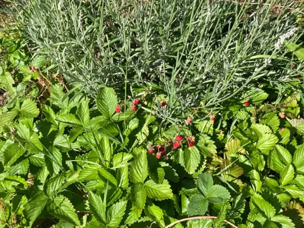 Fraise des bois