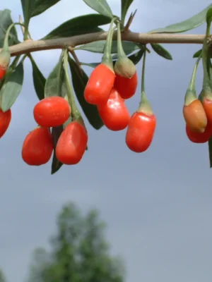 Goji - New Big