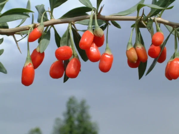Goji - New Big