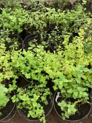 Menthe verte