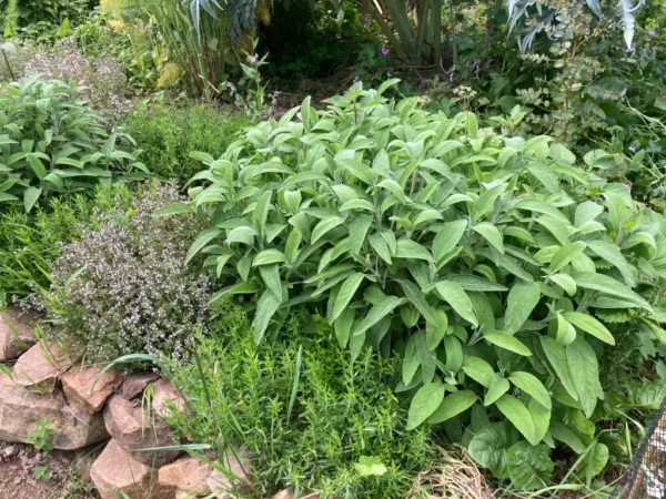 Sauge officinale
