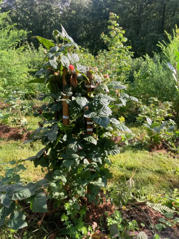 Mûrier - Mûre framboise