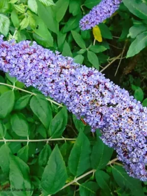 Arbre aux papillons – Buddleia "Nanho Blue"