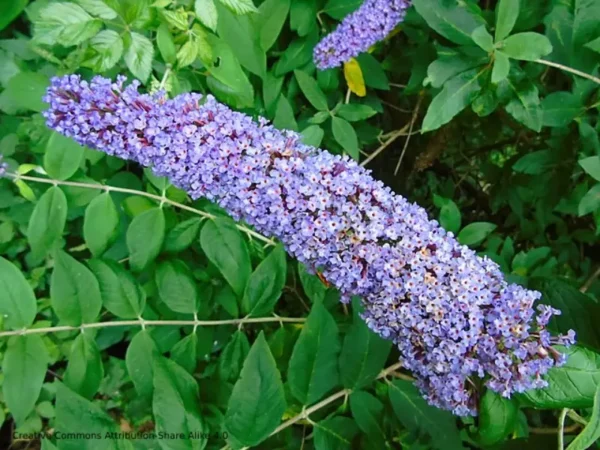 Arbre aux papillons – Buddleia "Nanho Blue"