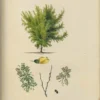 Caraganier de Sibérie