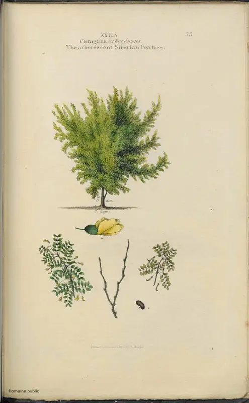 Caraganier de Sibérie