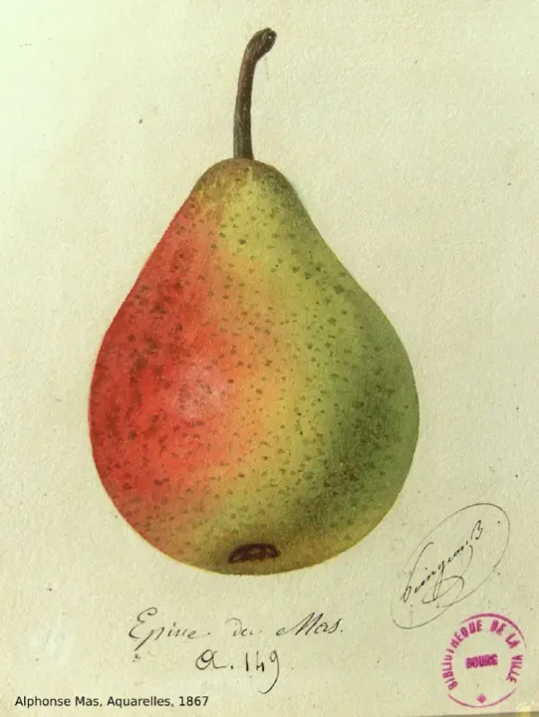 Poirier - Général Leclerc
