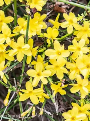 Jasmin d’hiver