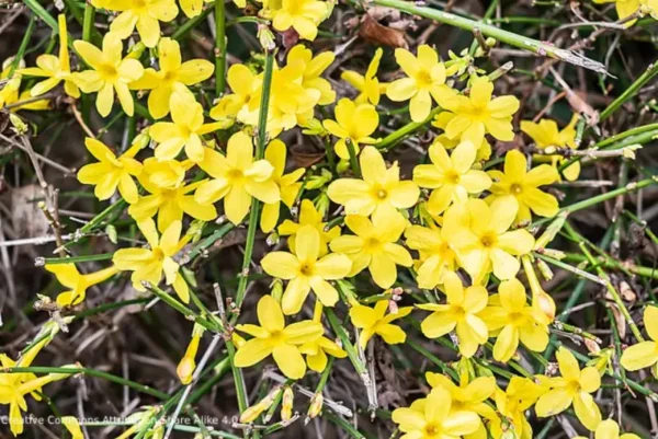 Jasmin d’hiver