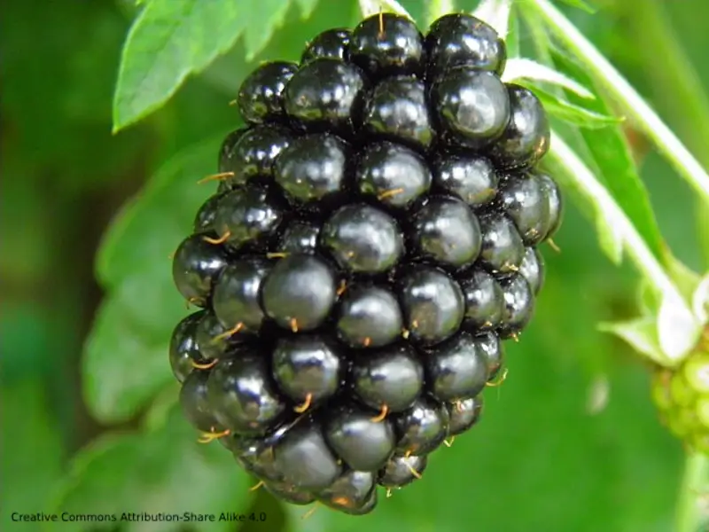 Mûrier noire sans épines