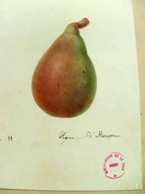 Poirier – Figue d'Alençon