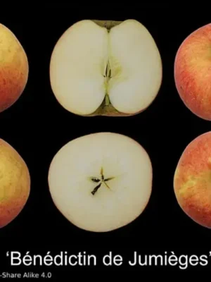 Pommier – Bénédictin