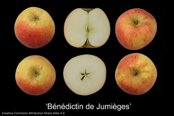 Pommier – Bénédictin