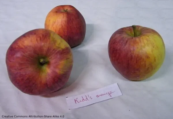 Pommier – Kidd's Orange Red
