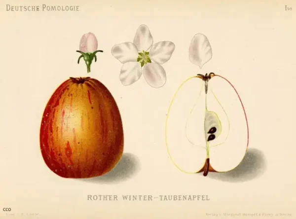 Pommier – Pigeonnet Rose