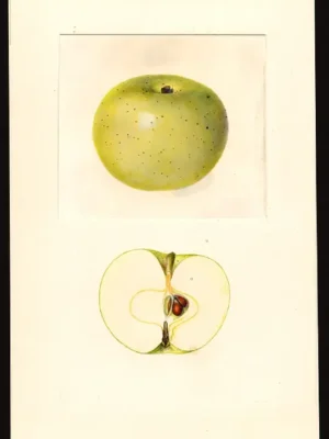 Pommier – Reinette du Mans