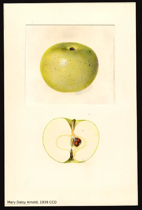 Pommier – Reinette du Mans