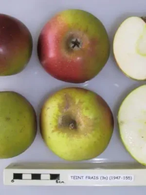 Pommier - Teint frais