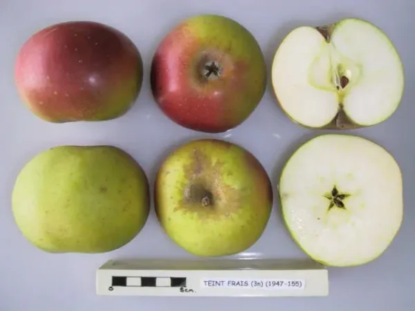 Pommier - Teint frais