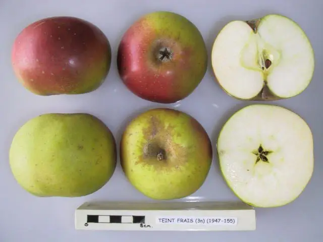 Pommier – Teint frais