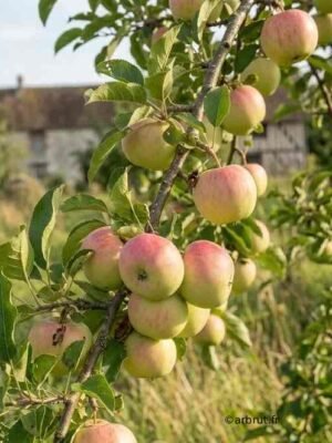 Pommier - Api rose