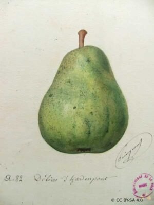 Poirier – Délice d'Hardenpont