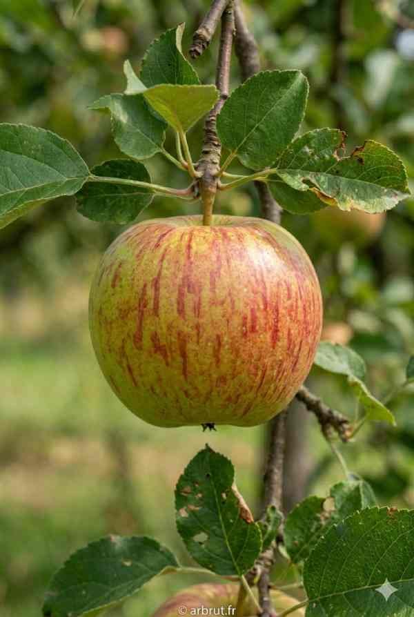 Pommier - Rambour d'été