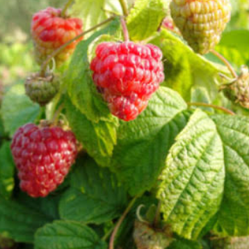 Framboisier – Yummi